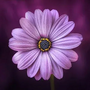 Meet your Posher, Kathleen